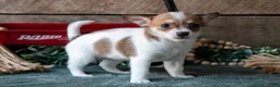 Chihuahua dogs for sale: Poppy - Ad 3