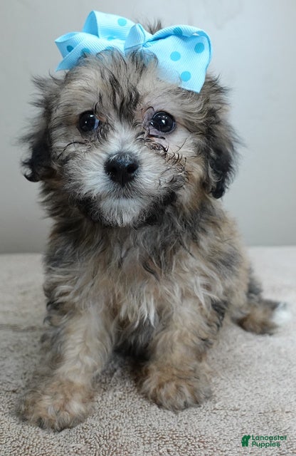 Maltipoo dogs River - Ad 23