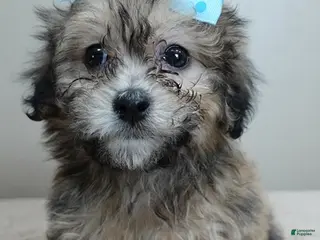 Maltipoo dogs River - Ad 23