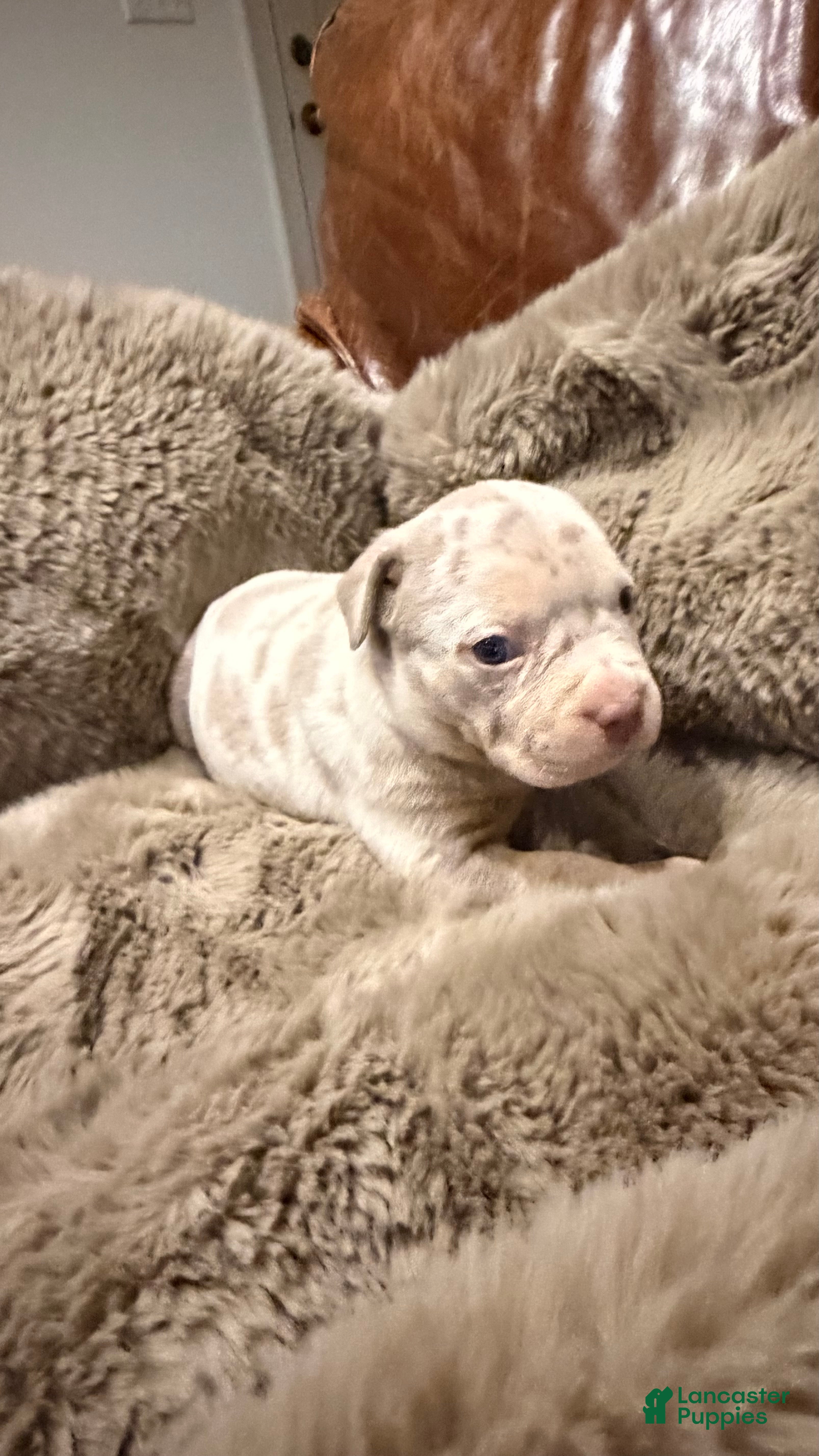American Bully dogs Lucy - Ad 2
