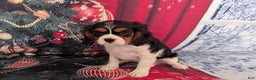 Cavalier King Charles Spaniel dogs for sale: Cavalier King Charles Spaniel Puppy 2 - Ad 10