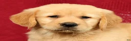 Golden Retriever dogs for sale: Aerie - Ad 9
