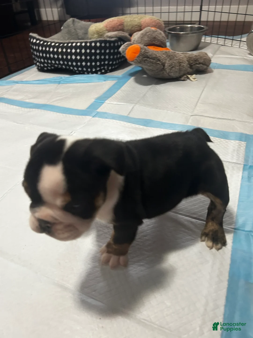 English Bulldog dogs for sale: English Bulldog Puppy 2 - Ad 1