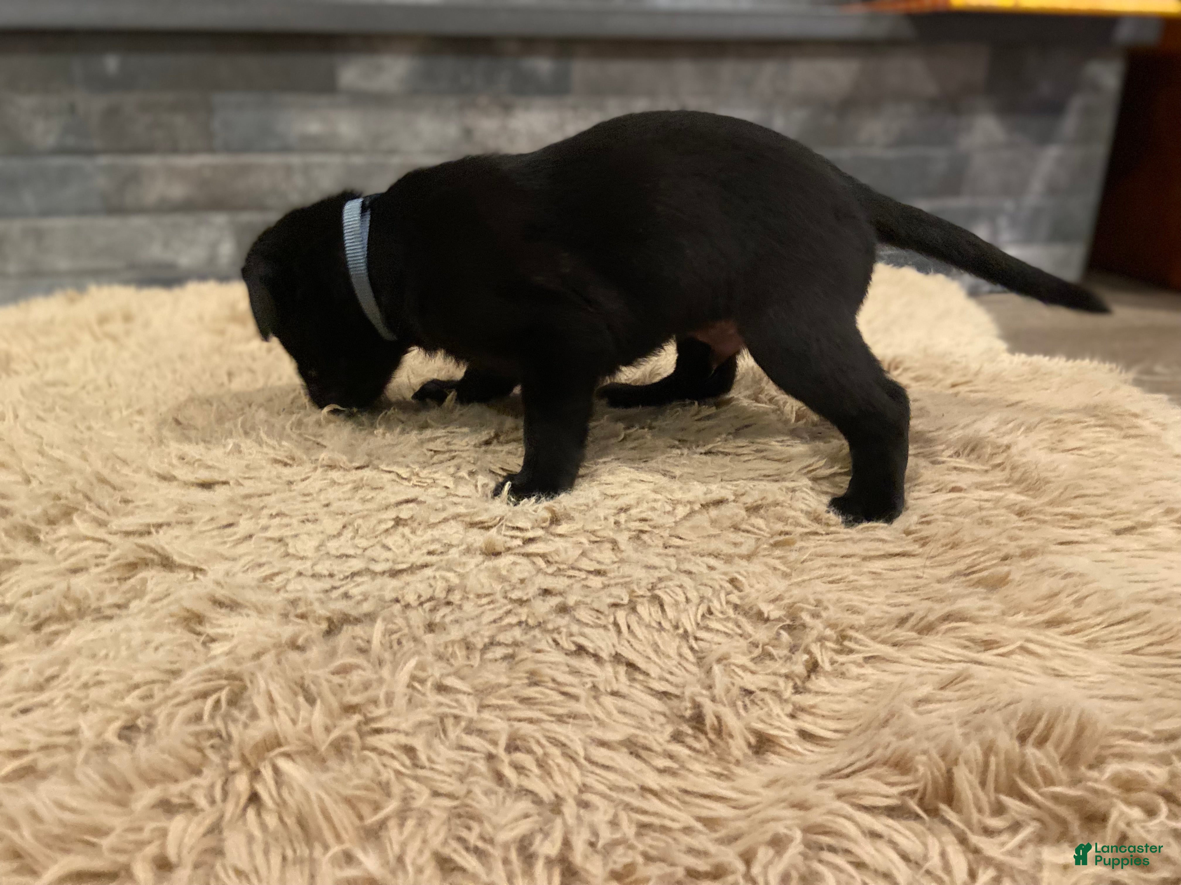 Labrador Retriever dogs Black Male 2 - Ad 6