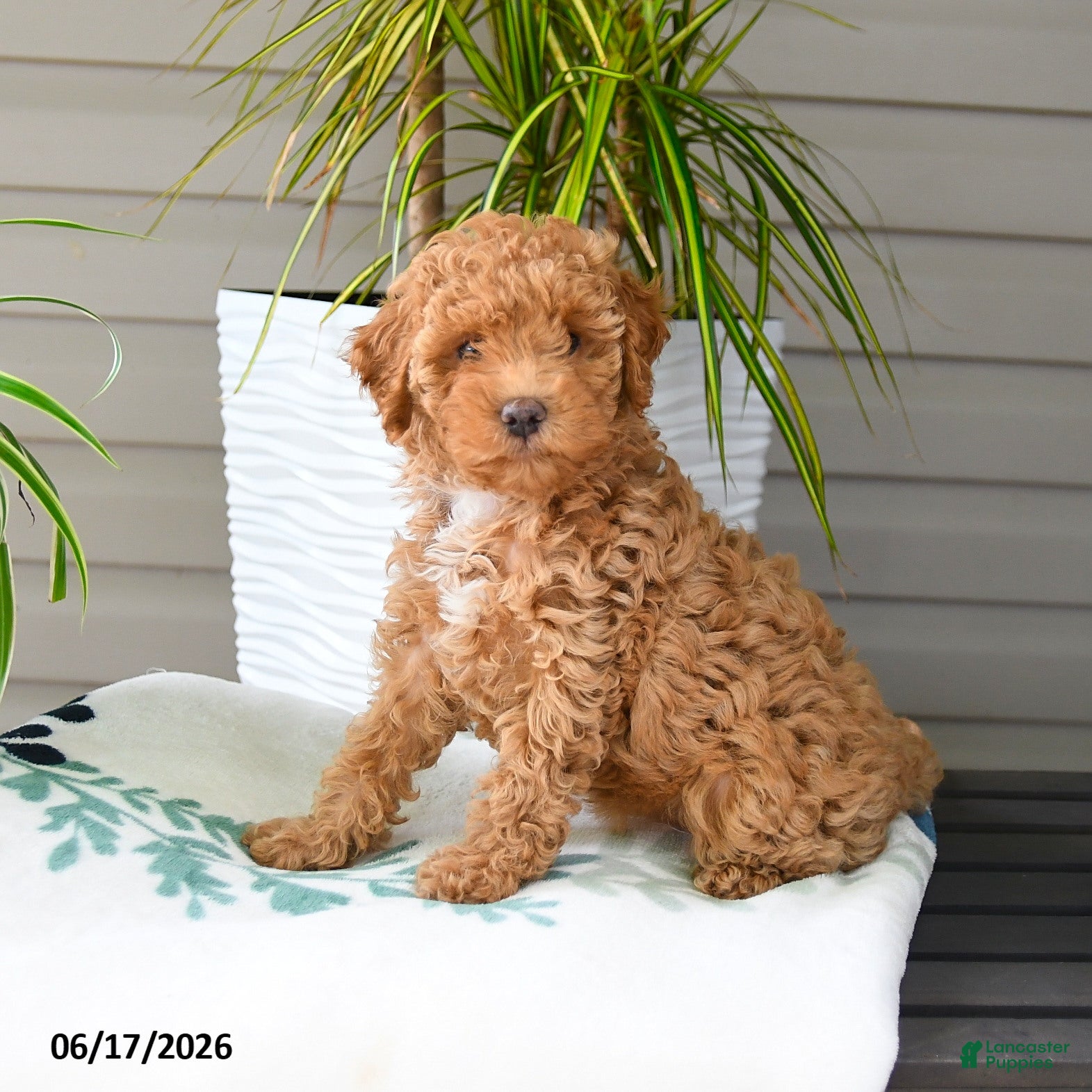 Miniature Poodle dogs Maggy - Ad 1