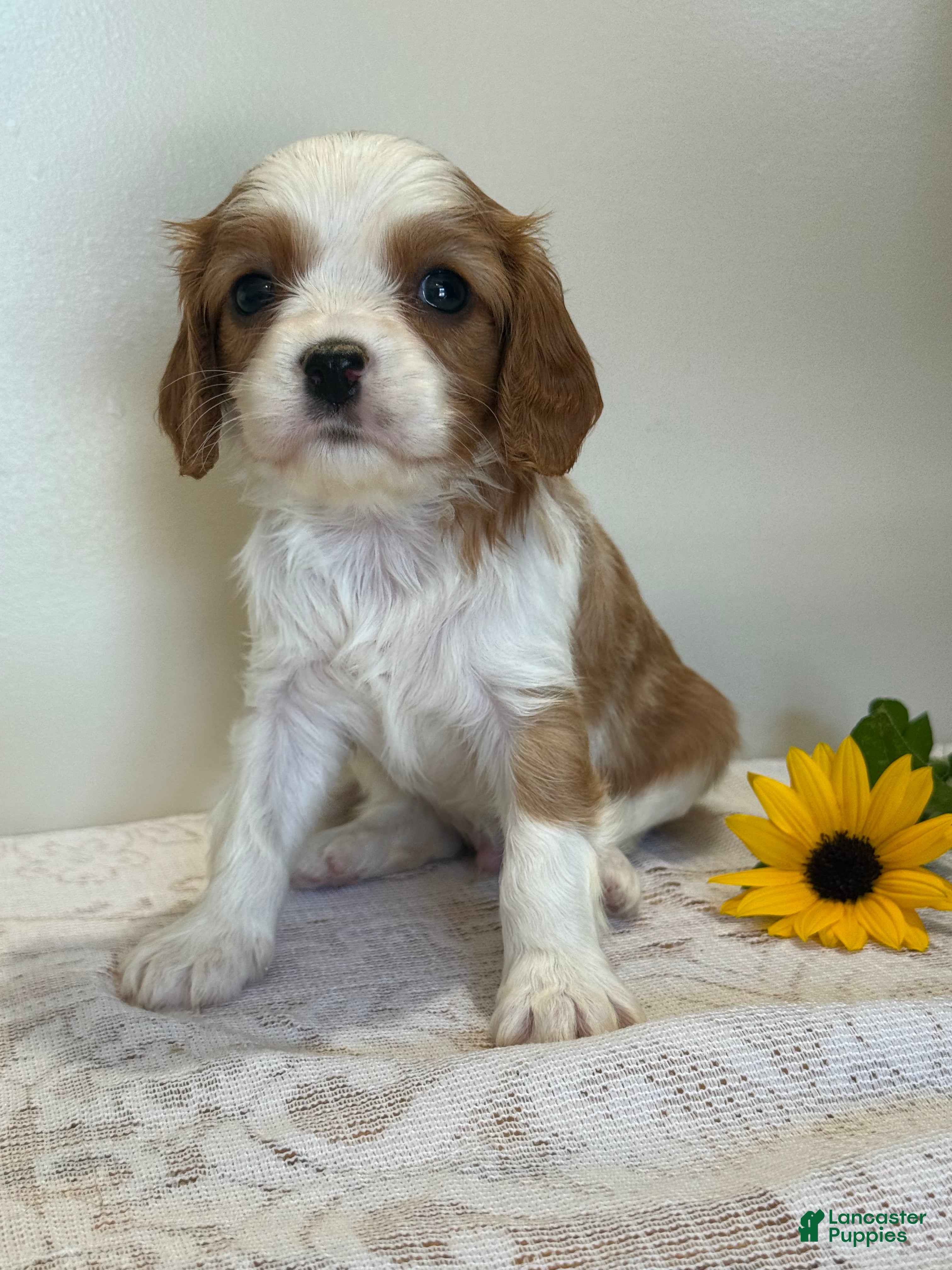 Cavalier King Charles Spaniel dogs Loyal Cavalier King Charles Spaniel  - Ad 2