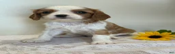 Cavalier King Charles Spaniel dogs for sale: Loyal Cavalier King Charles Spaniel  - Ad 2