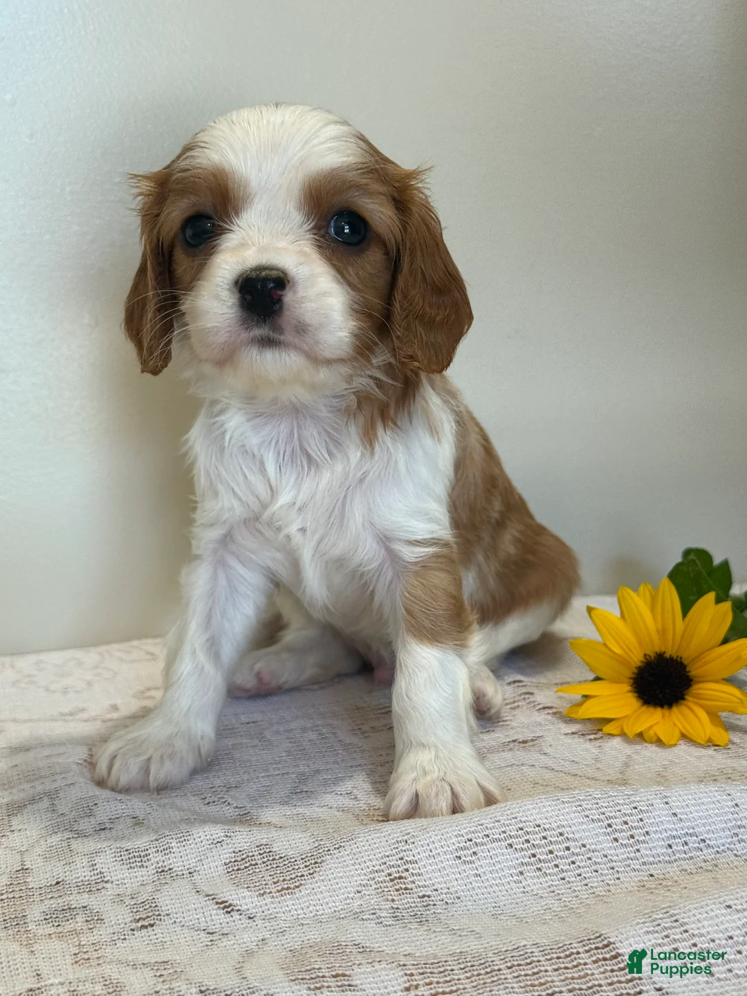 Cavalier King Charles Spaniel dogs for sale: Loyal Cavalier King Charles Spaniel  - Ad 2