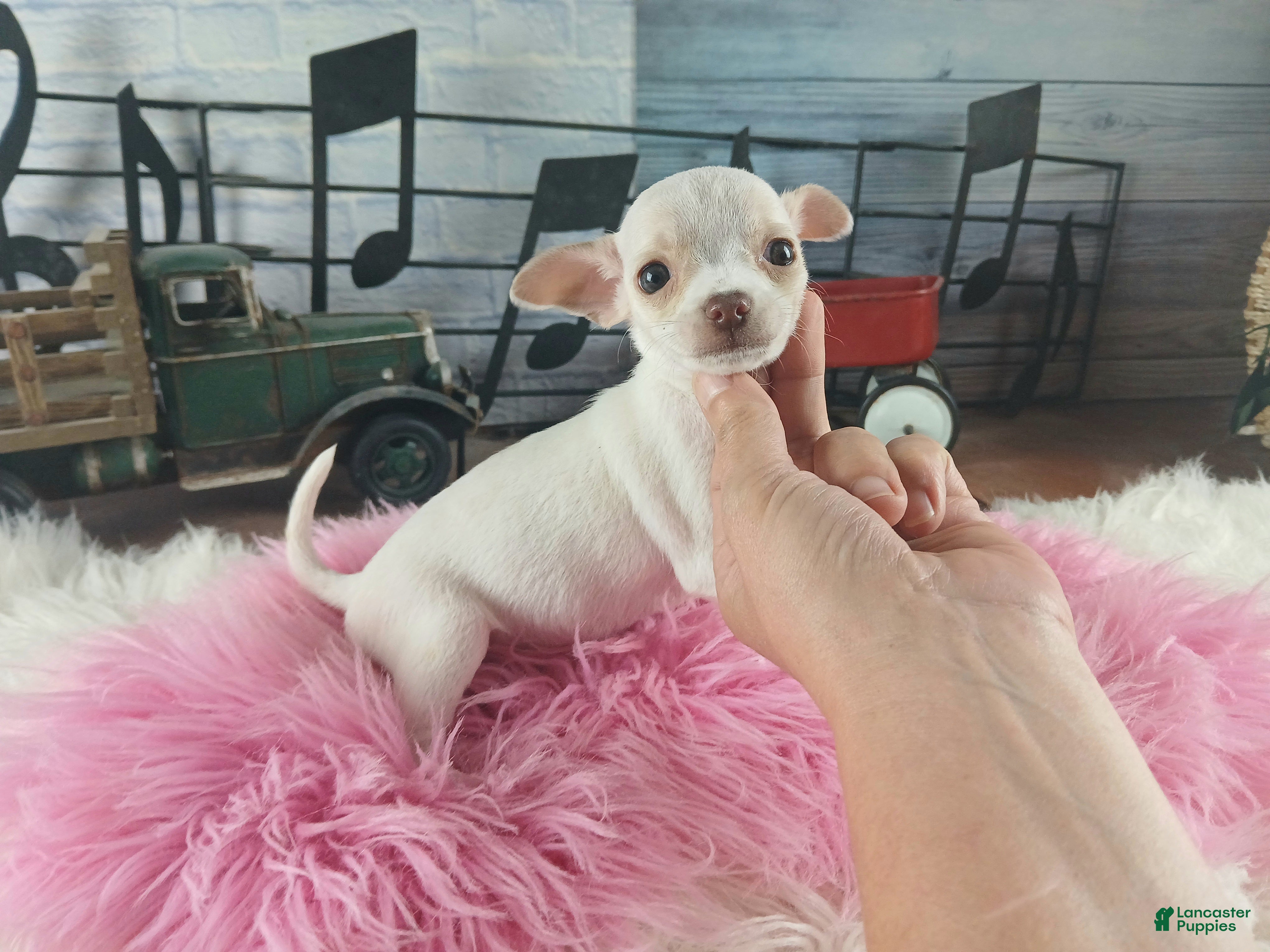 Chihuahua dogs Chocolate teacup Chihuahua girl. Hand delivery - Ad 5