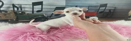 Chihuahua dogs for sale: Chocolate teacup Chihuahua girl. Hand delivery - Ad 1