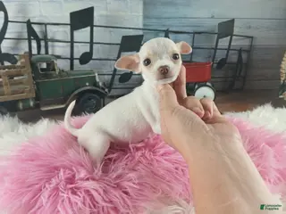 Chihuahua dogs White teacup Chihuahua girl. Hand delivery - Ad 28