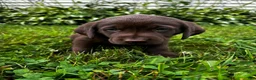 Labrador Retriever dogs for sale: Chicory - Ad 6