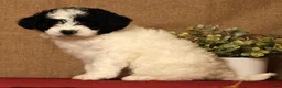 Pomapoo dogs for sale: Callie - Ad 4