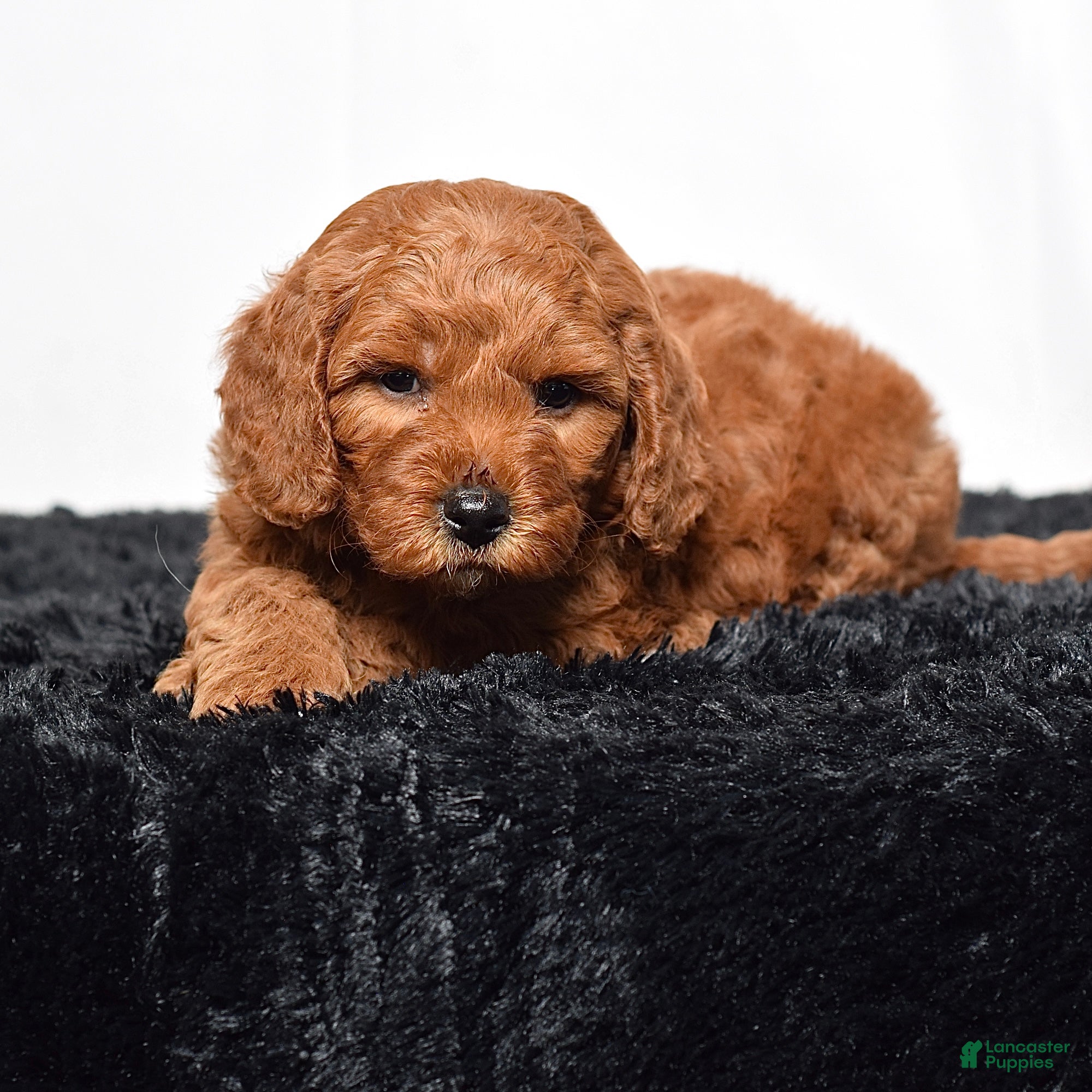Mini Goldendoodle dogs  Murphy - Ad 2