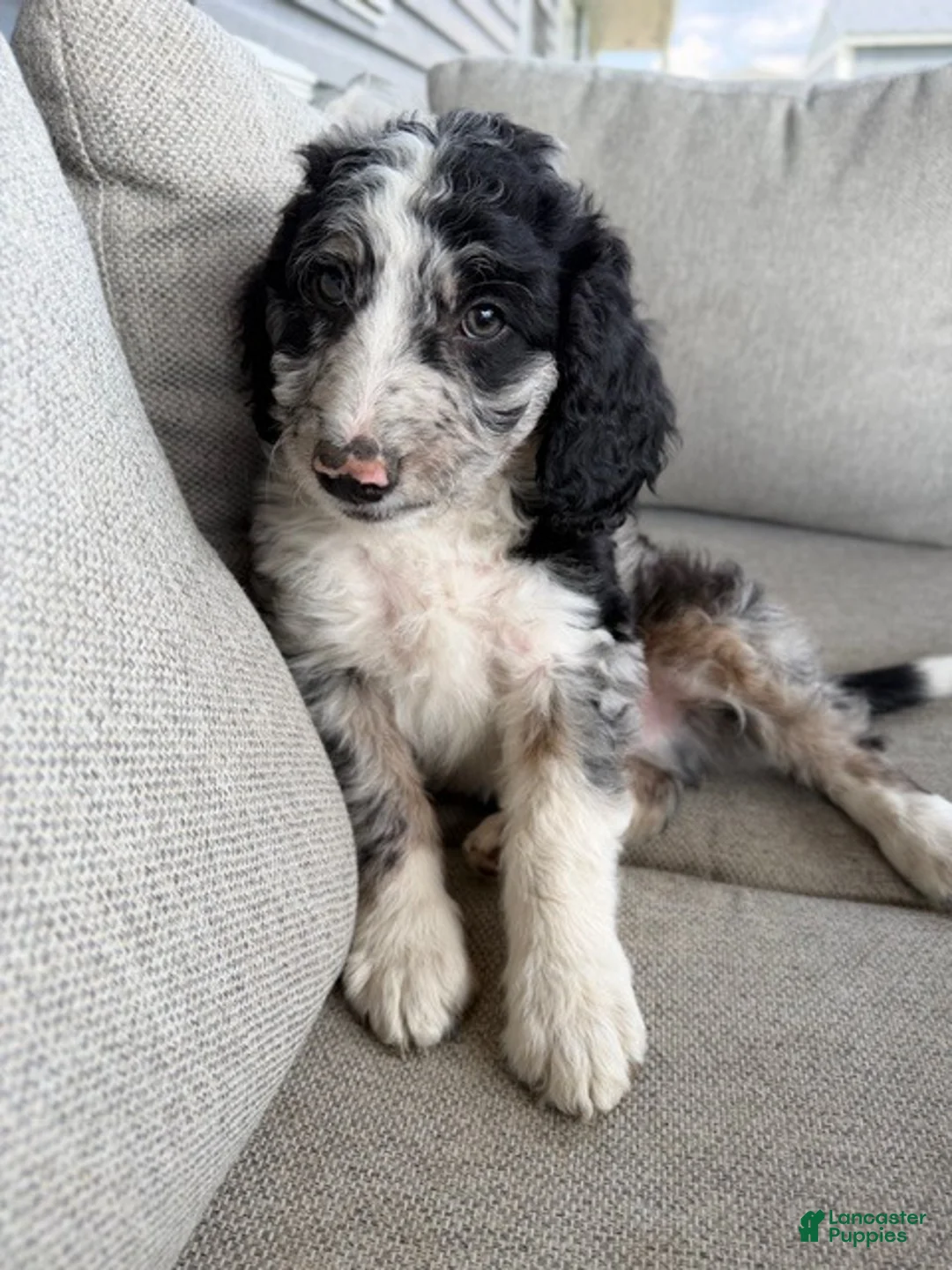 Mixed Breed dogs for sale: Boone - Ad 1
