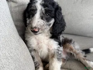 Mixed Breed dogs Boone - Ad 17