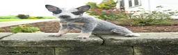Australian Cattle Dog dogs for sale: Faith - Ad 1
