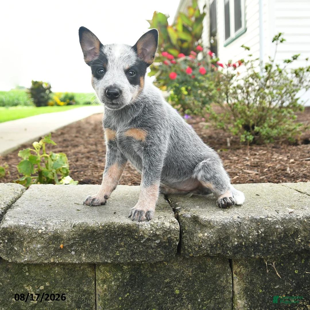 Australian Cattle Dog dogs for sale: Faith - Ad 1