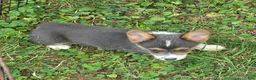 Welsh Corgi Pembroke dogs for sale: Lara the low rider  - Ad 12