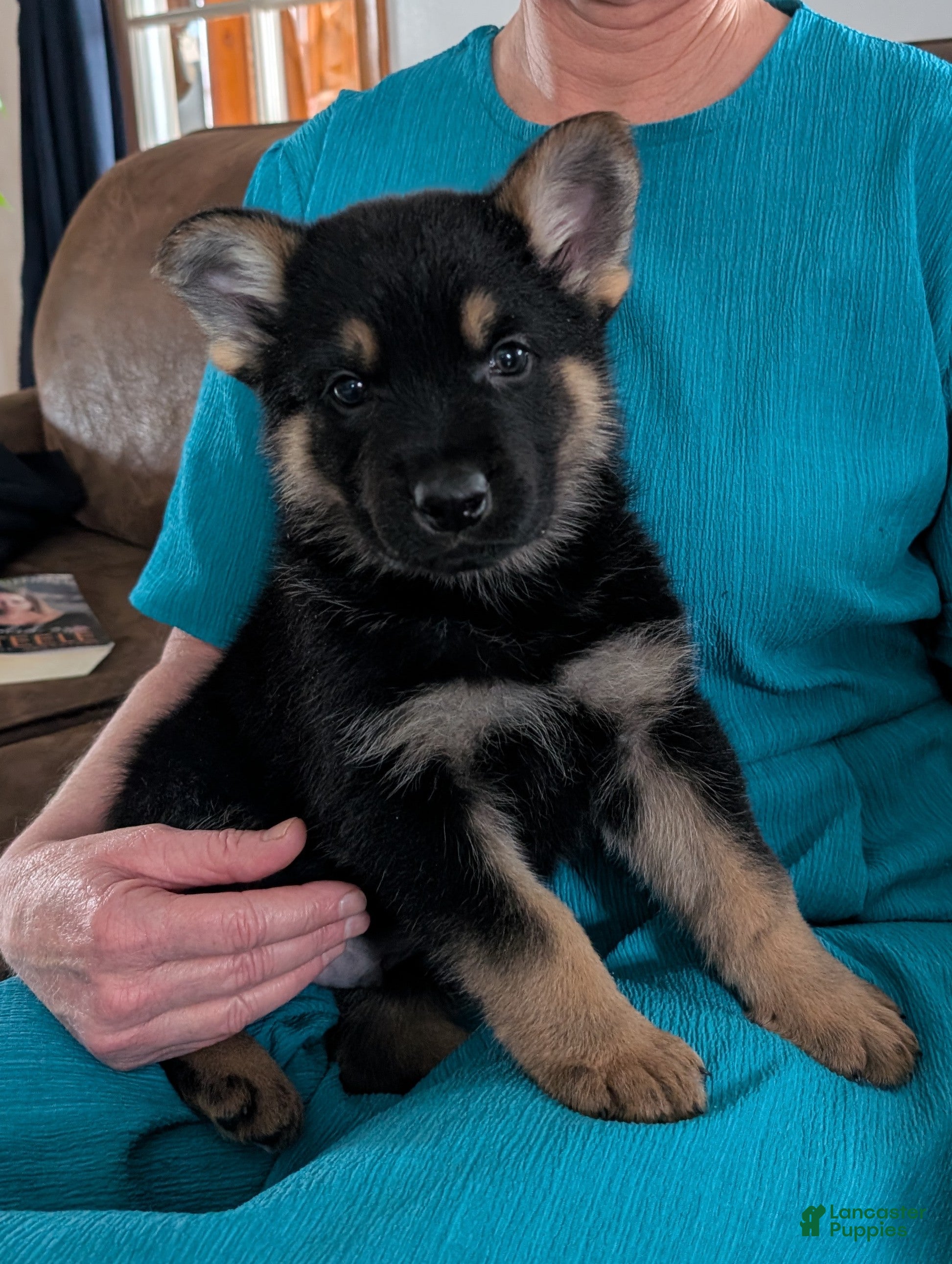 German Shepherd dogs Lucy - Ad 1