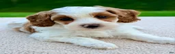 Mini Goldendoodle dogs for sale: Caramel-petite  - Ad 7