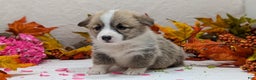 Welsh Corgi Pembroke dogs for sale: Sophie - Ad 8