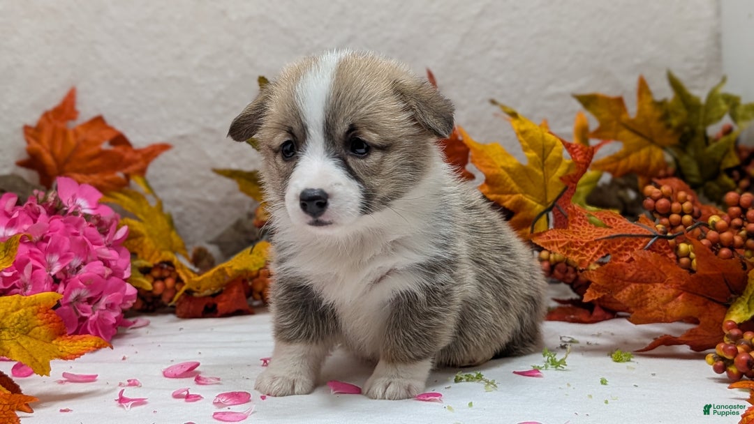 Welsh Corgi Pembroke dogs for sale: Sophie - Ad 8