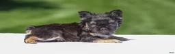 French Bulldog dogs for sale: Jade - Ad 11