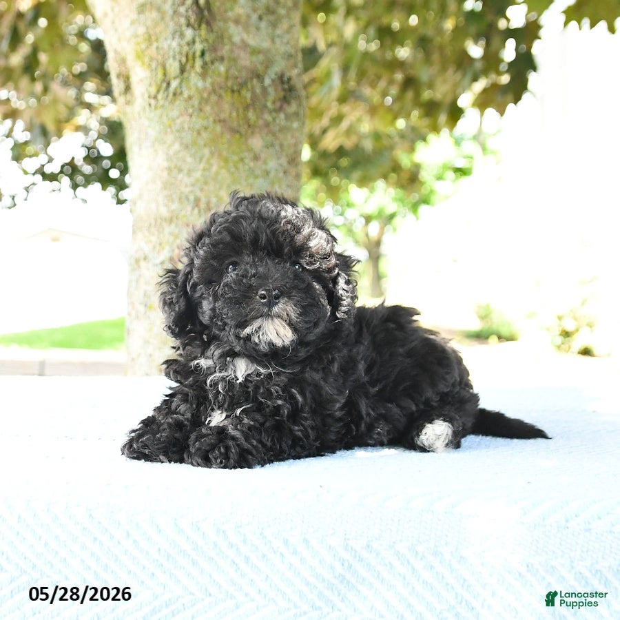 Maltipoo dogs Ira - Ad 2