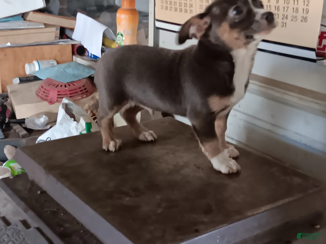 Chihuahua dogs for sale: Chihuahua Puppy 2 - Ad 1
