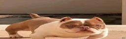 American Bully dogs for sale: American Bully 1 - Ad 2