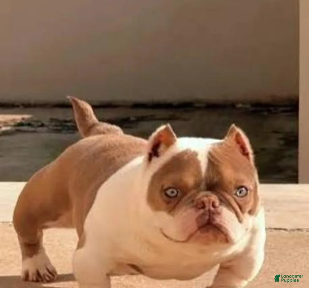 American Bully dogs for sale: American Bully 1 - Ad 2