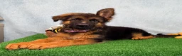 German Shepherd dogs for sale: Orchid - Ad 6