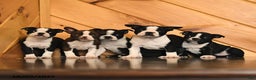 Boston Terrier dogs for sale: Chase - Ad 4