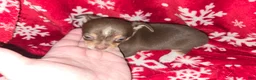 Chihuahua dogs for sale: Chocolate Boy - Ad 3