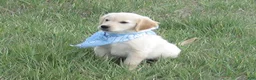Golden Retriever dogs for sale: Blue Boy AKC Golden - Ad 2