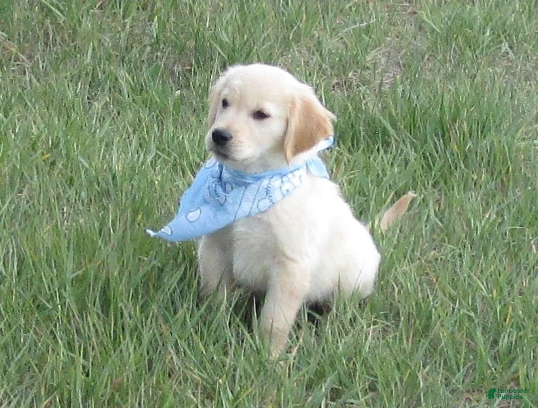 Golden Retriever dogs for sale: Blue Boy AKC Golden - Ad 2