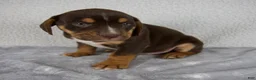 Beabull dogs for sale: Parker - Ad 3
