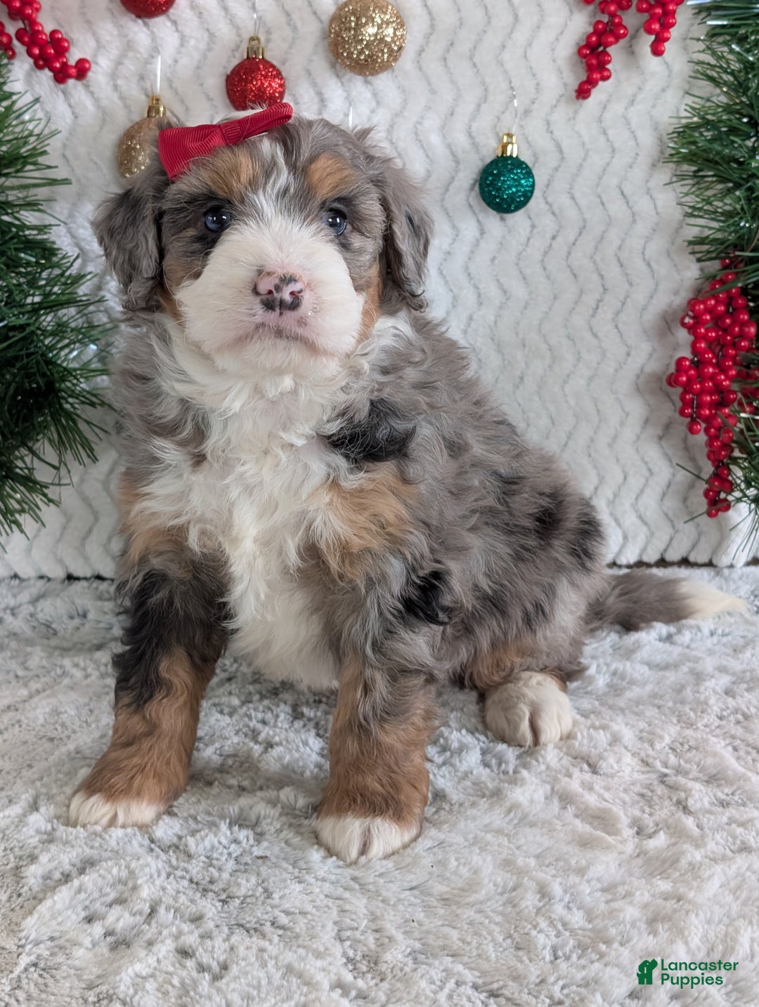 Mini Bernedoodle dogs for sale: Mini Niko  - Ad 11