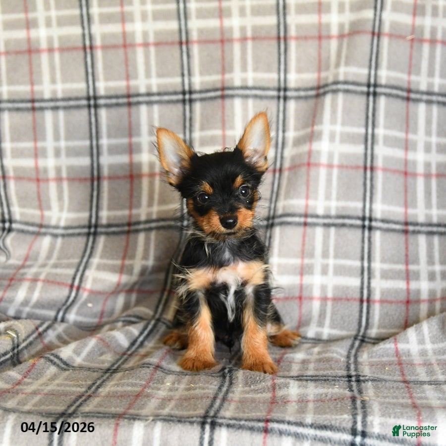 Yorkshire Terrier dogs Pepper - Ad 1