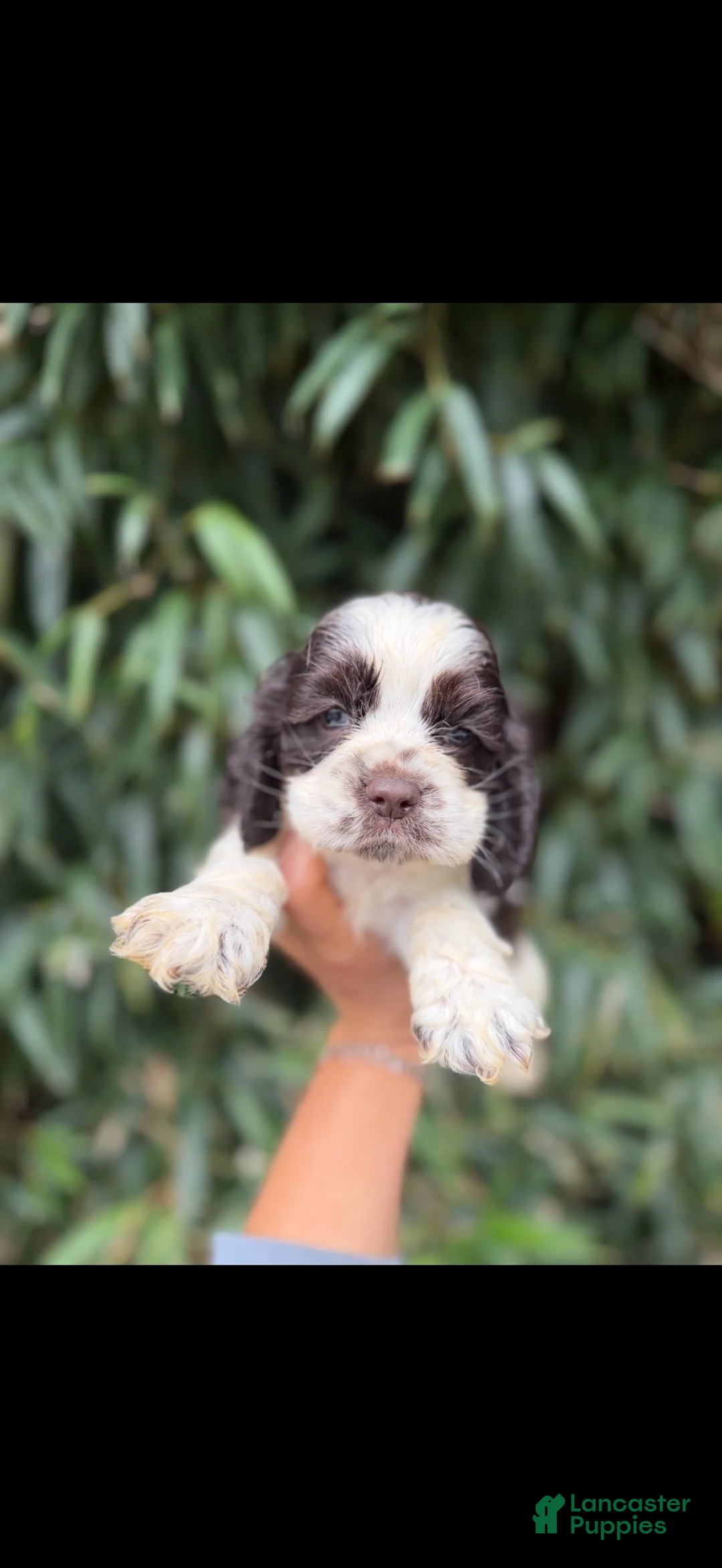 Cocker Spaniel dogs for sale: Cocker Spaniel 1 - Ad 1