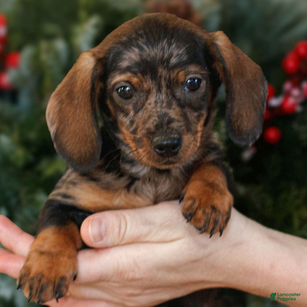 Miniature Dachshund dogs for sale: Harper  - Ad 2