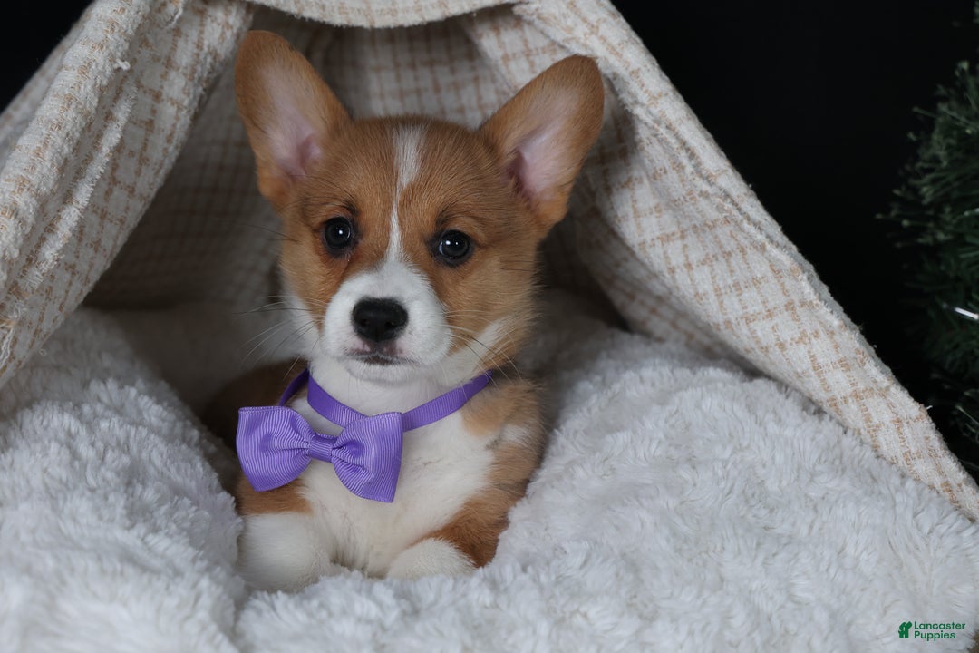Welsh Corgi Pembroke dogs for sale: Holden - Ad 19