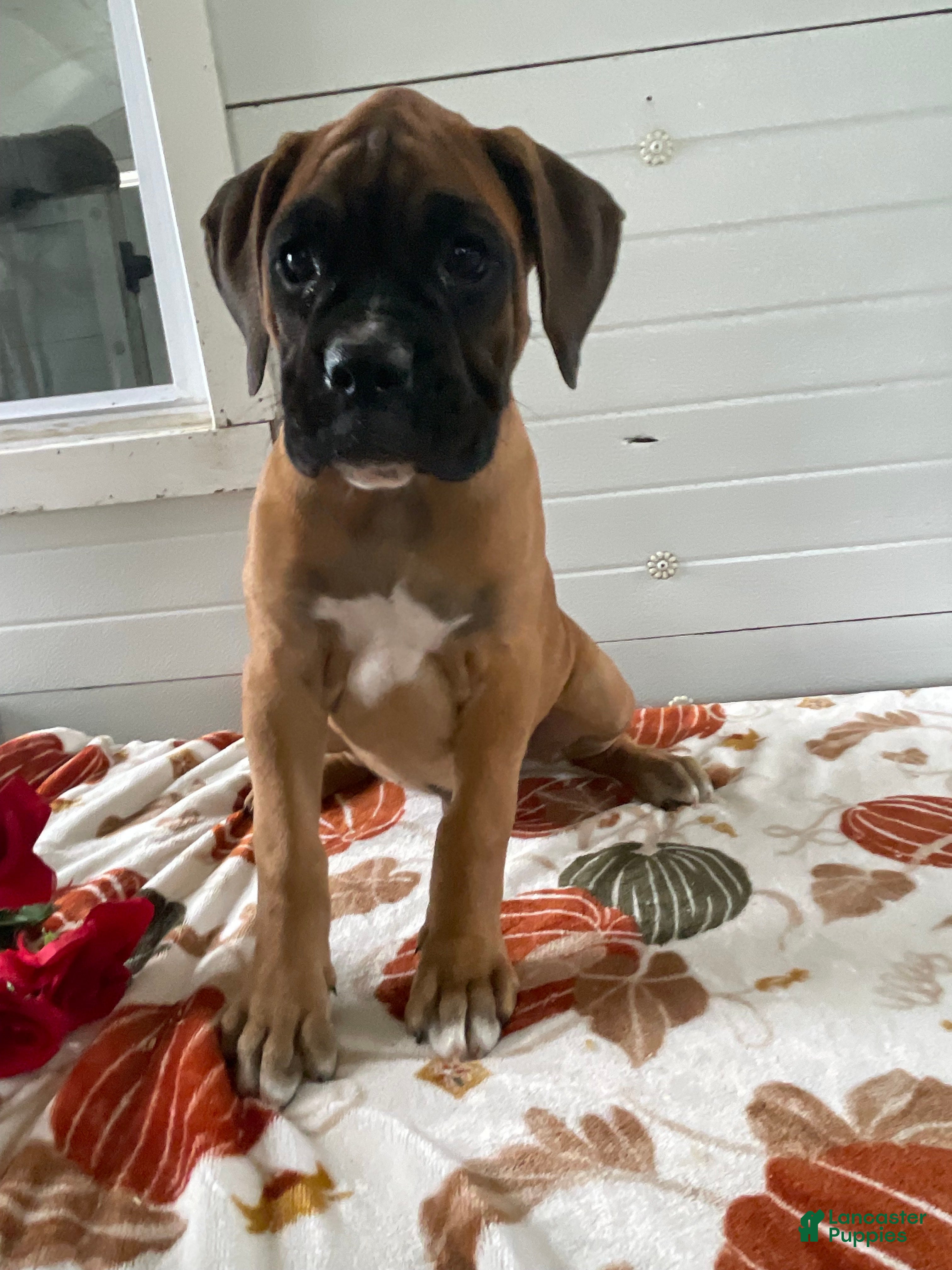 Boxer Puppies for sale under $500 in Pennsylvania Lancaster Puppies