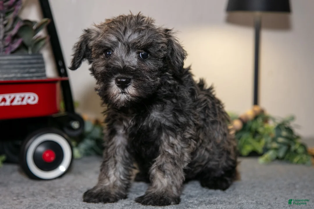 Miniature Schnauzer dogs for sale: Riley - Ad 3