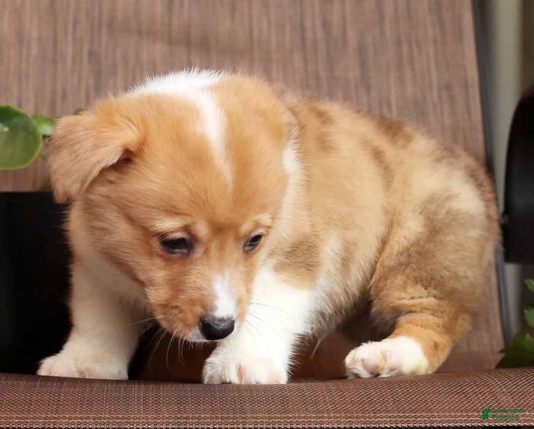 Welsh Corgi Pembroke dogs for sale: Conner - Ad 7