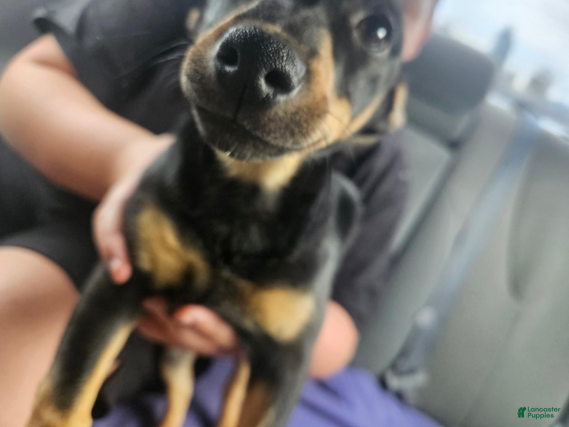 Mixed Breed dogs for sale: Mixed Breed 1 - Ad 33