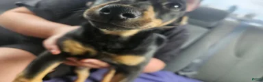 Mixed Breed 1