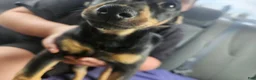 Mixed Breed dogs for sale: Mixed Breed 1 - Ad 1