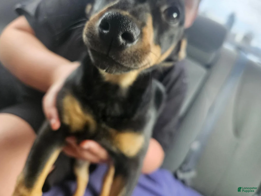 Mixed Breed dogs for sale: Mixed Breed 1 - Ad 1
